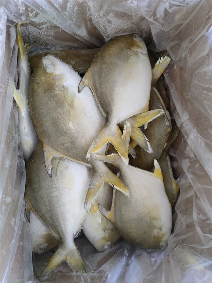 New Season China Golden Pompano