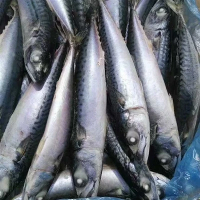 태평양 고등어는 가장 인기 있는 경제용 생선 중 하나입니다.