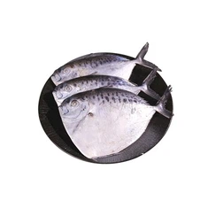 깊은 바디 피쉬