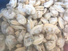 냉동 파피아 운둘라타