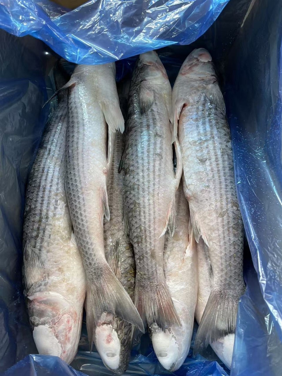 031635e38f17be20f2381ac9bb707348_