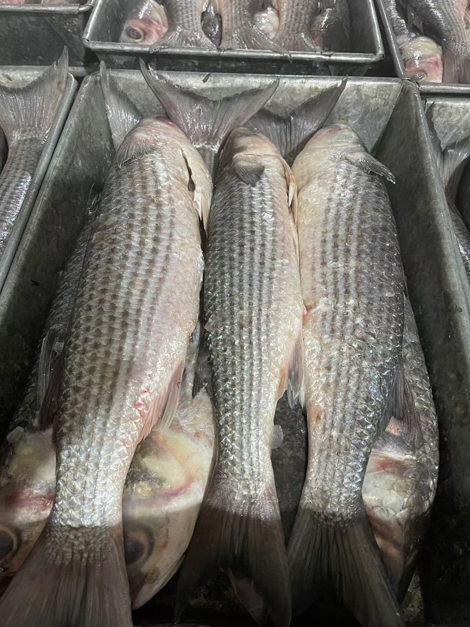 ab2a9bb66dc6276d2c30eaa4758c4967_