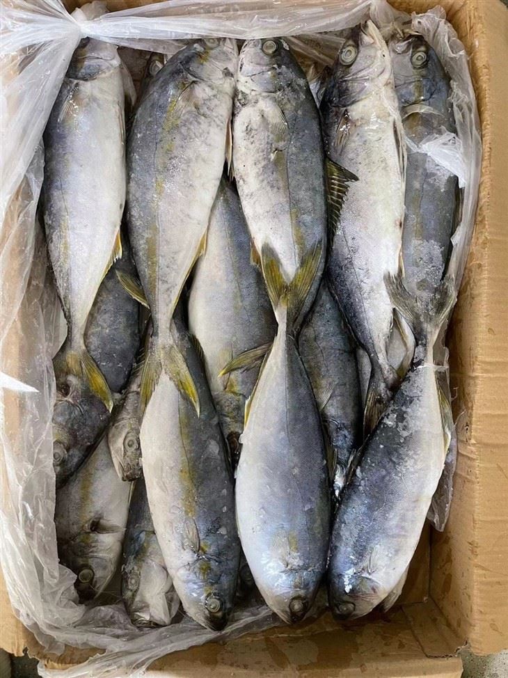 Frozen Amberjack Fish best