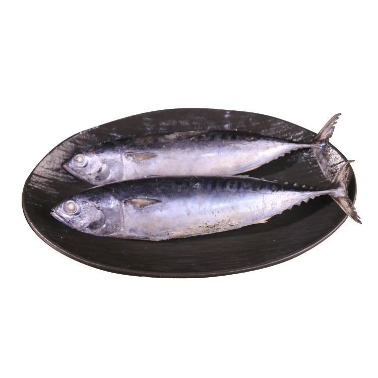 냉동 가다랑어 바다냉동