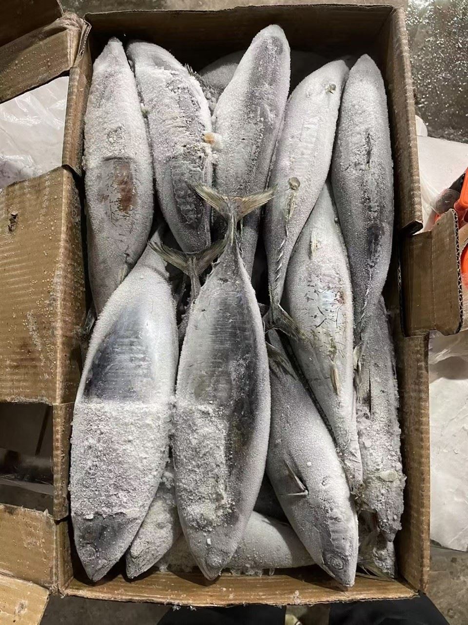 Frozen Bonito Tuna Factory