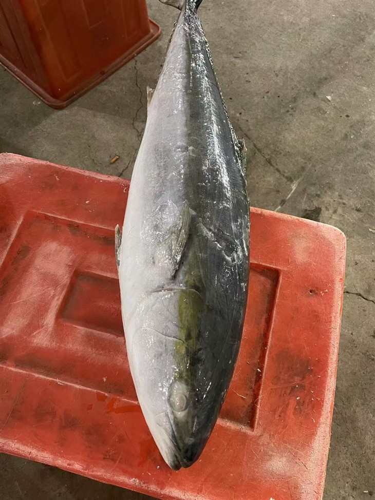 Frozen Cape Yellow Tail factory