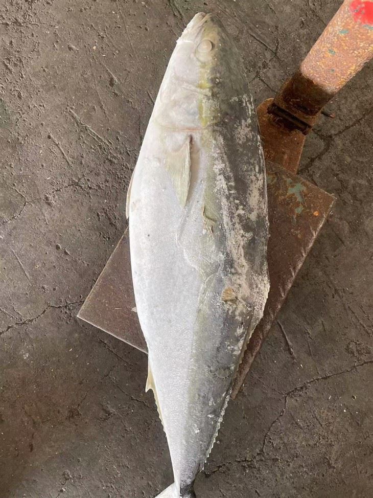 Frozen Cape Yellow Tail high quality
