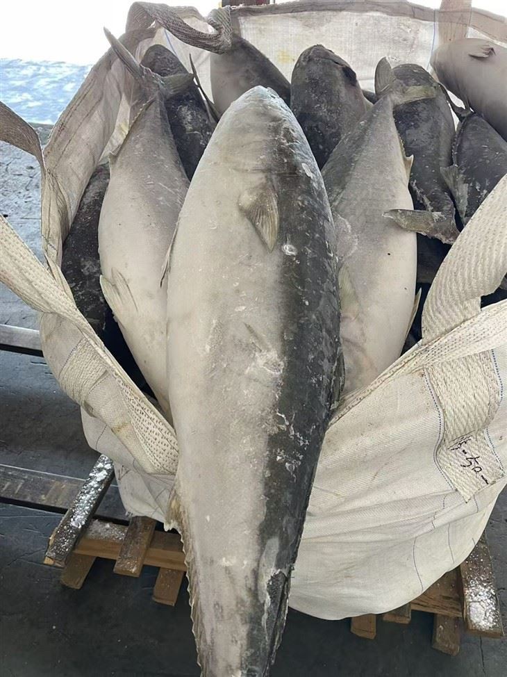 Frozen Cape Yellow Tail best