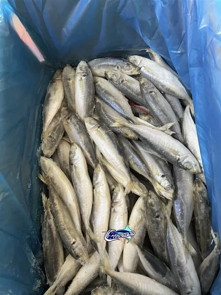 Frozen Chinese Scad