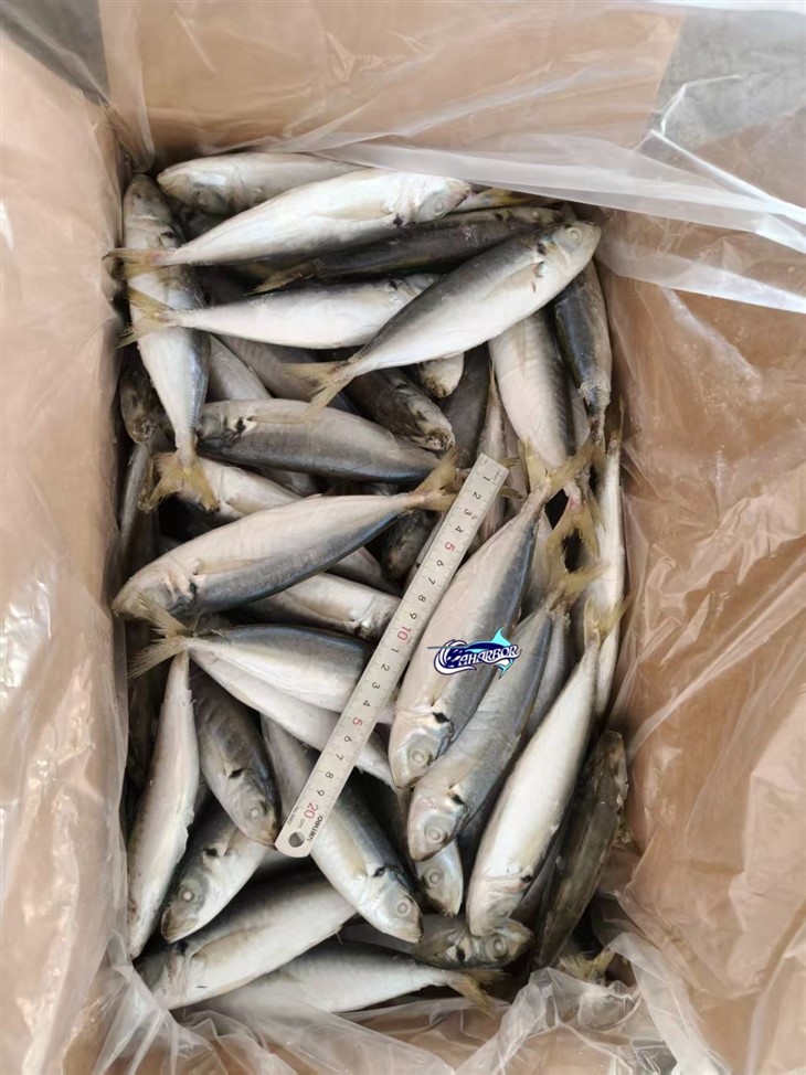 Frozen Deep Bodied Round Scad best