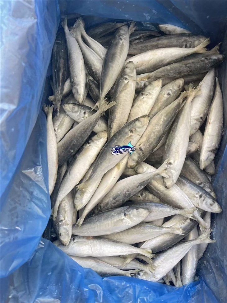 Frozen Deep Bodied Round Scad factory