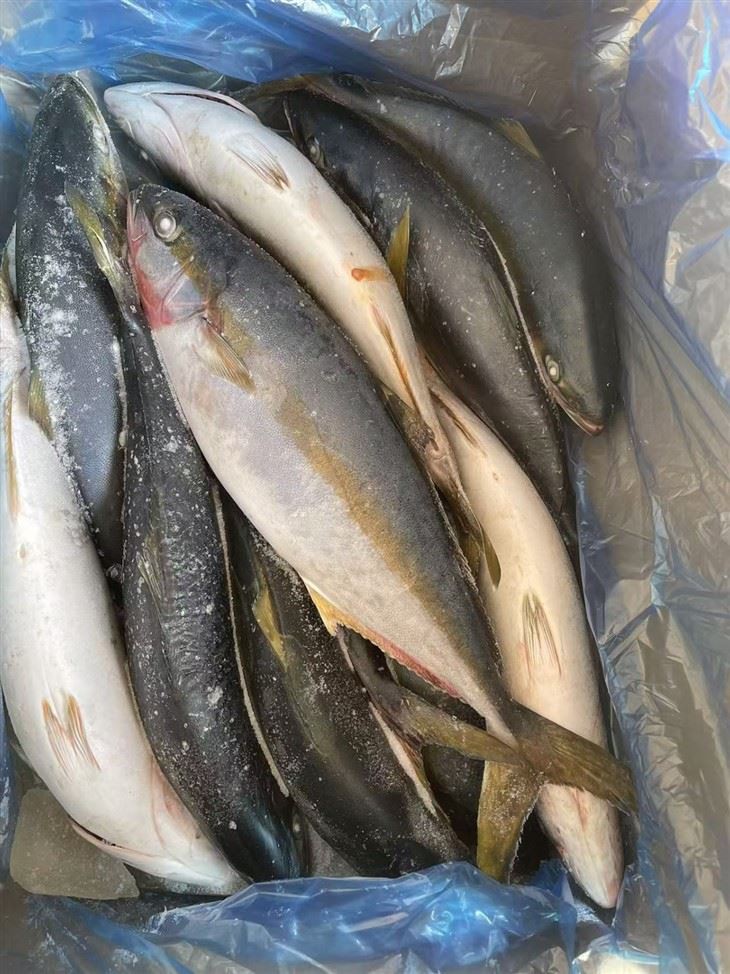 Frozen Hamachi Fish factory