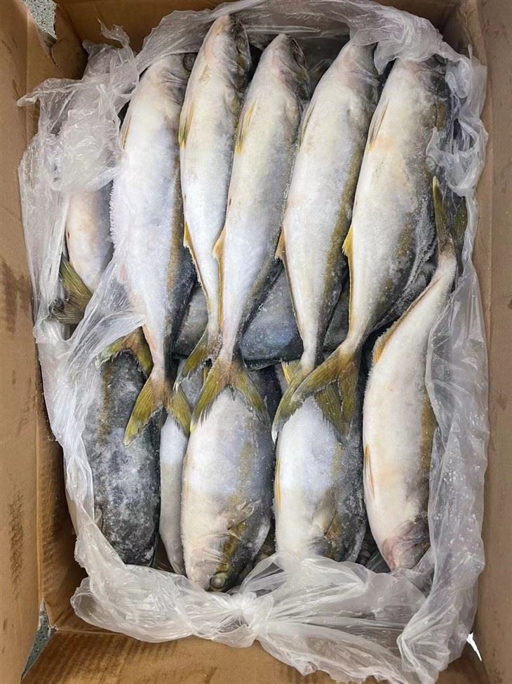 Frozen Hamachi Fish high quality