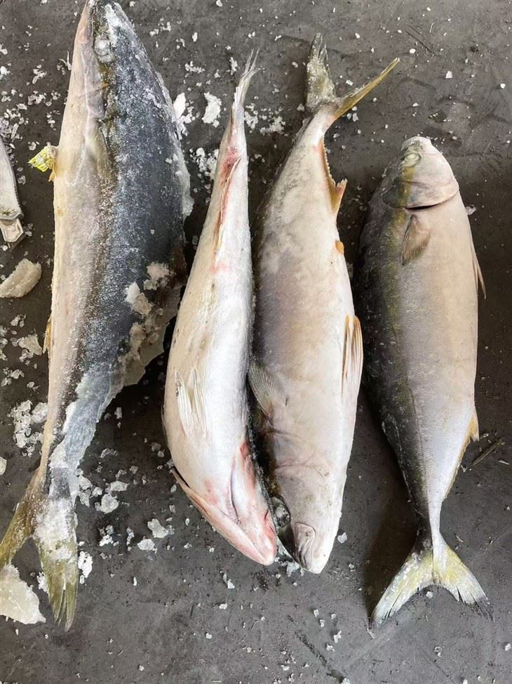 Frozen Hamachi Fish suppliers