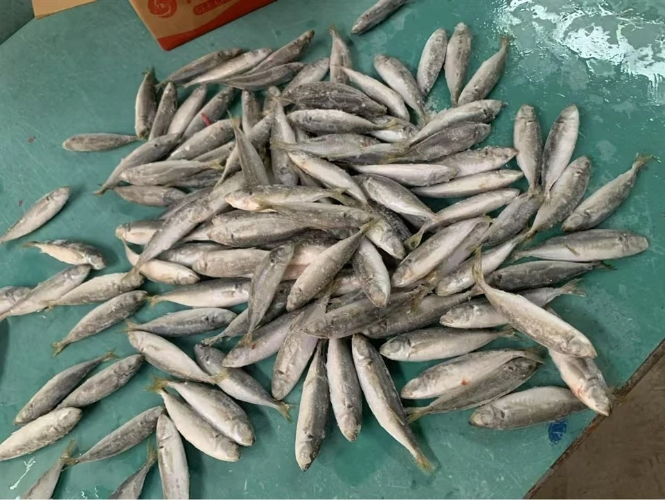 Frozen Horse Mackerel WR