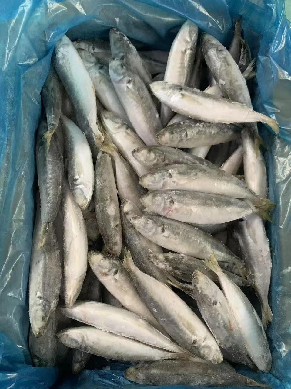 Frozen Horse Mackerel WR