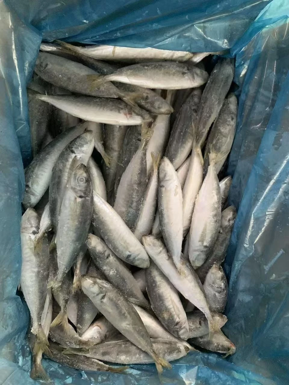 Frozen Horse Mackerel WR