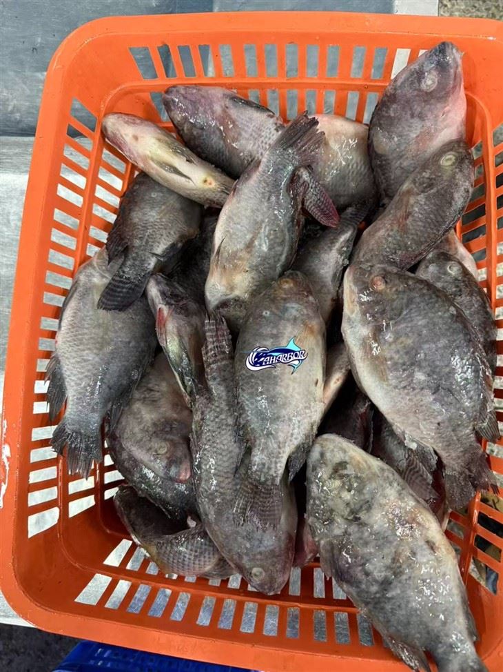 Frozen Ikan Nila best