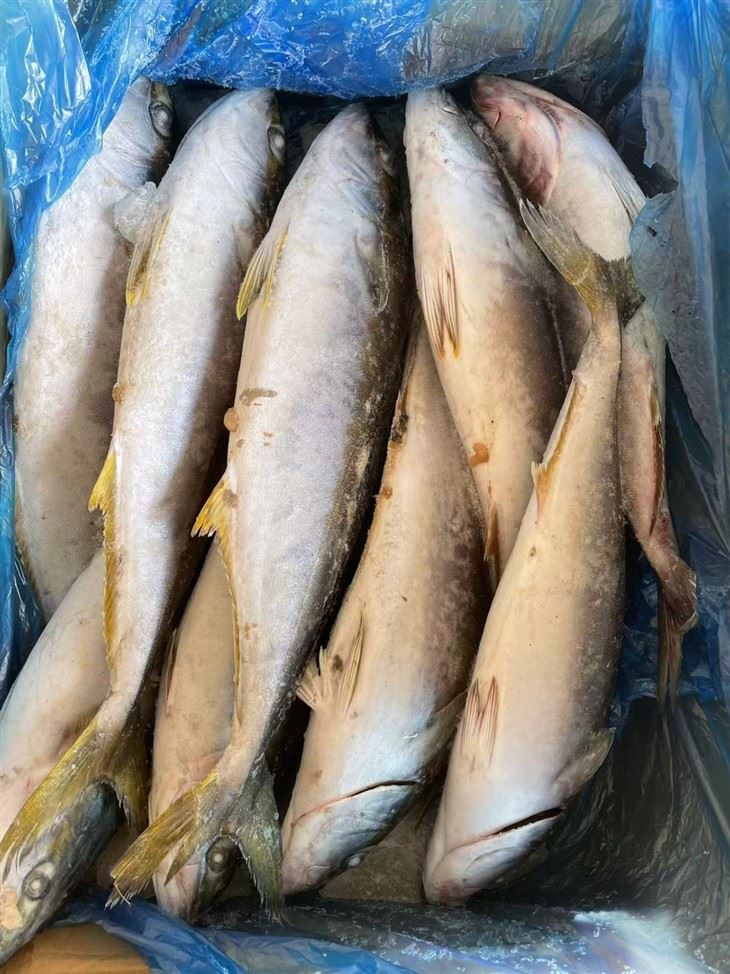 Frozen Japanese Amberjack best