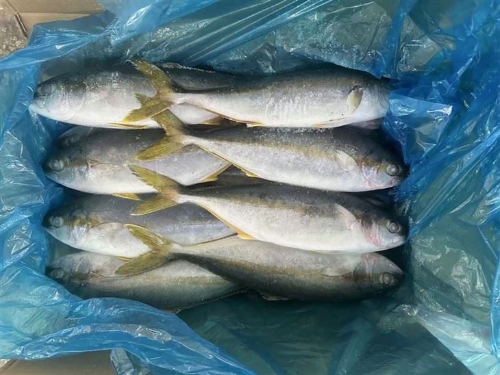 Frozen Japanese Amberjack suppliers