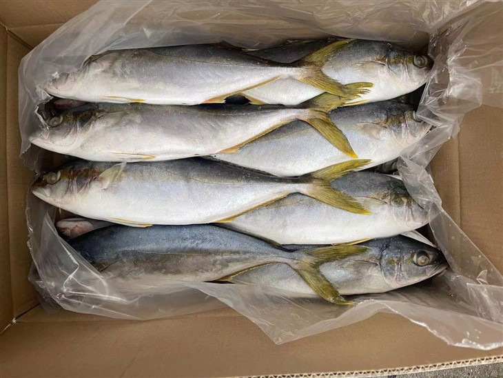 Frozen Japanese Amberjack factory