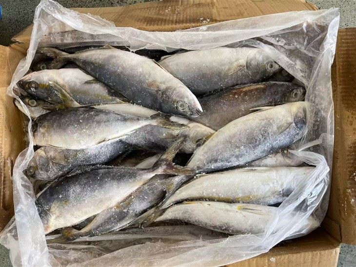 Frozen Japanese Amberjack high quality