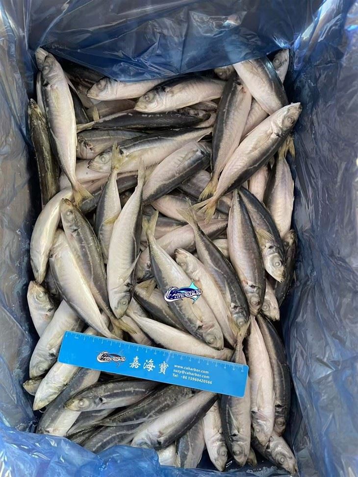 Frozen Maruadsi Fish suppliers