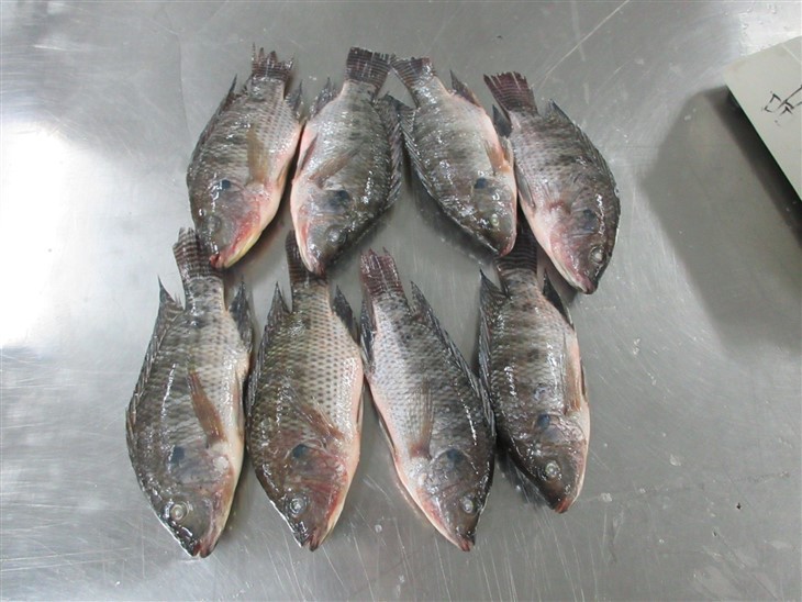 4f4fbaf5011383bd9bbd44a01fddcbdd_