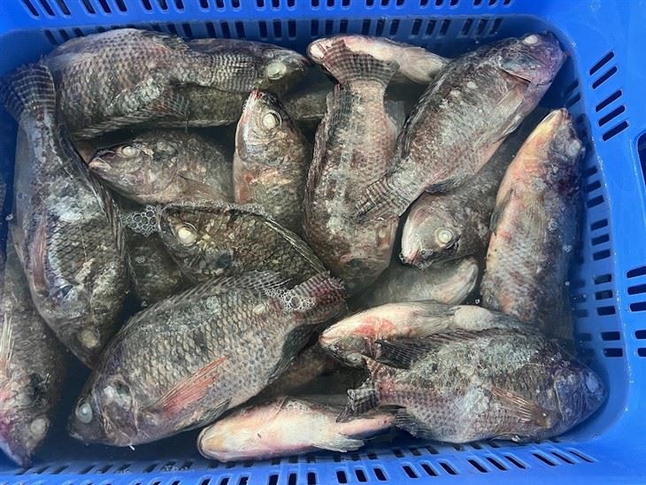 Frozen Nile Tilapia high quality