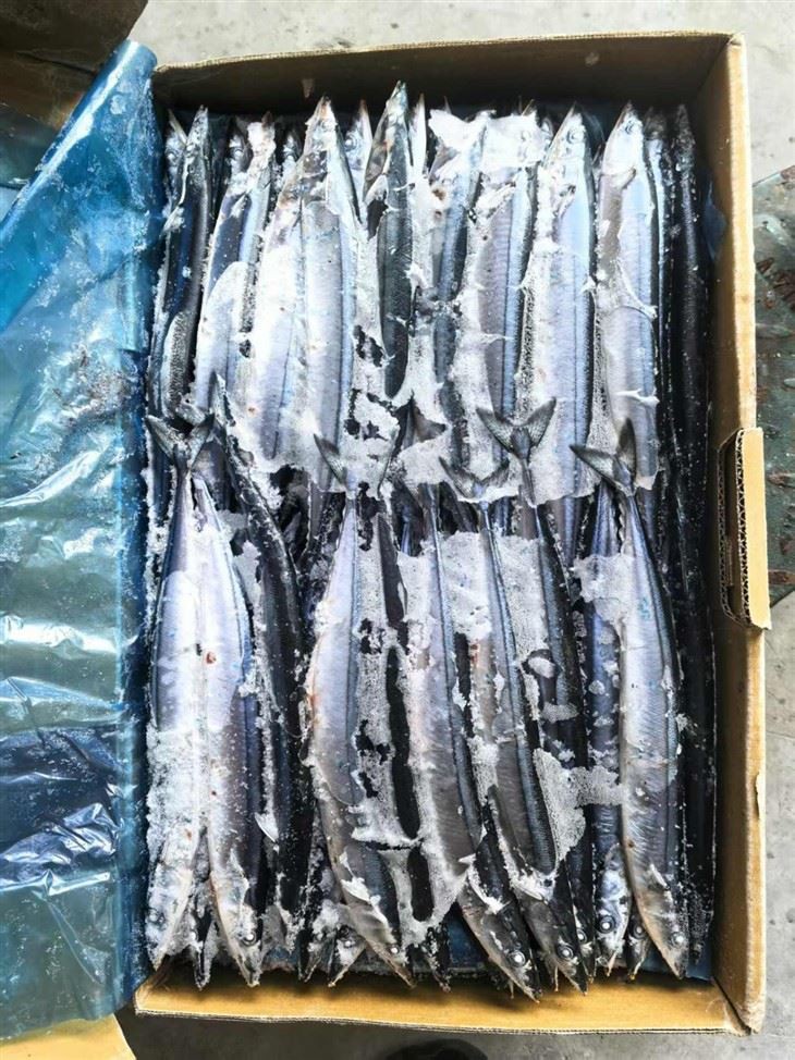 Frozen Pacific Saury factory