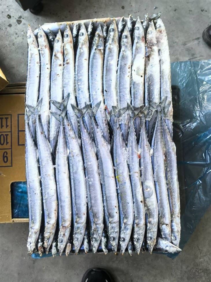 Frozen Pacific Saury best