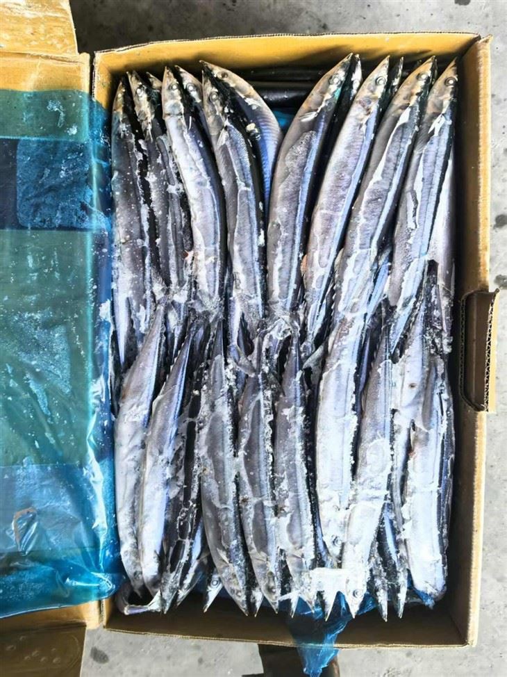 Frozen Pacific Saury high quality