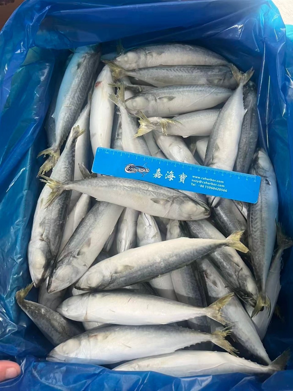 9036971f83192e8619c6763c7de949f5_