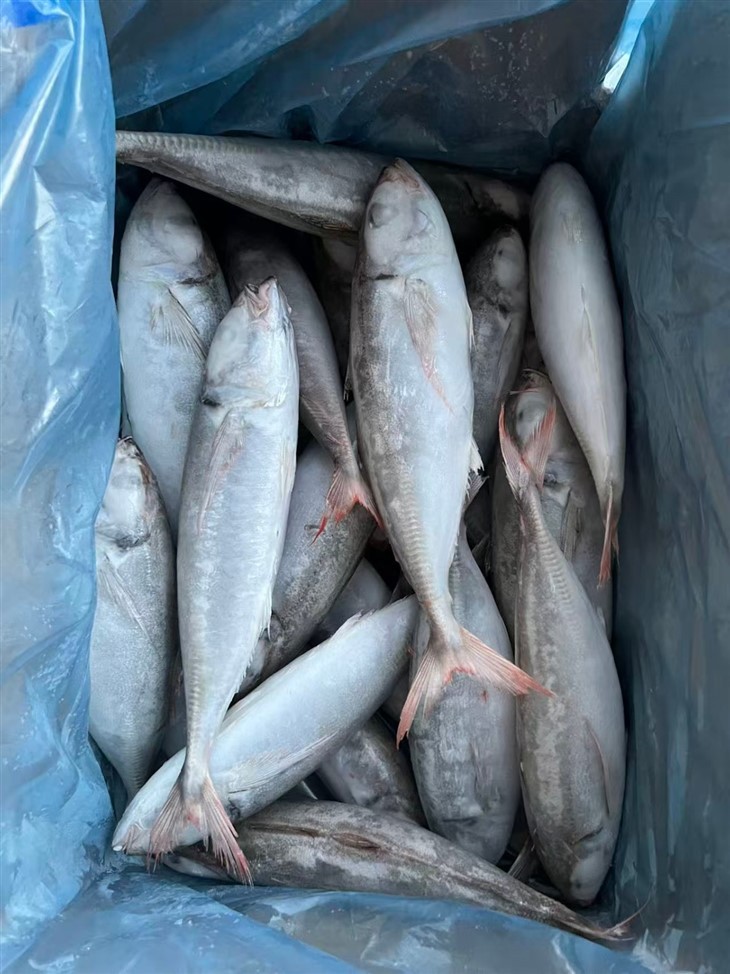 _2025-10-21_104449_256_