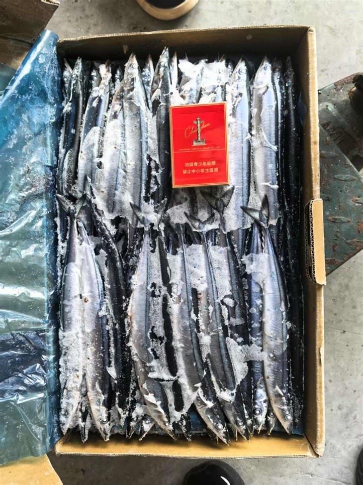 Frozen Sanma Fish best