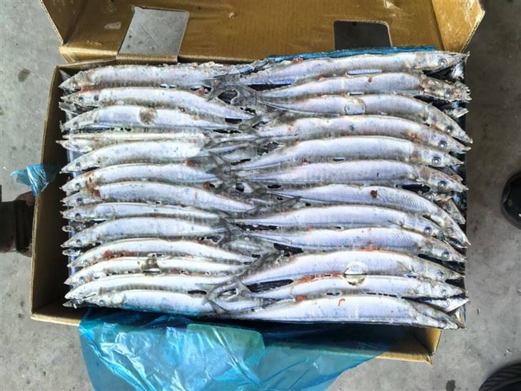 Frozen Sanma Fish price