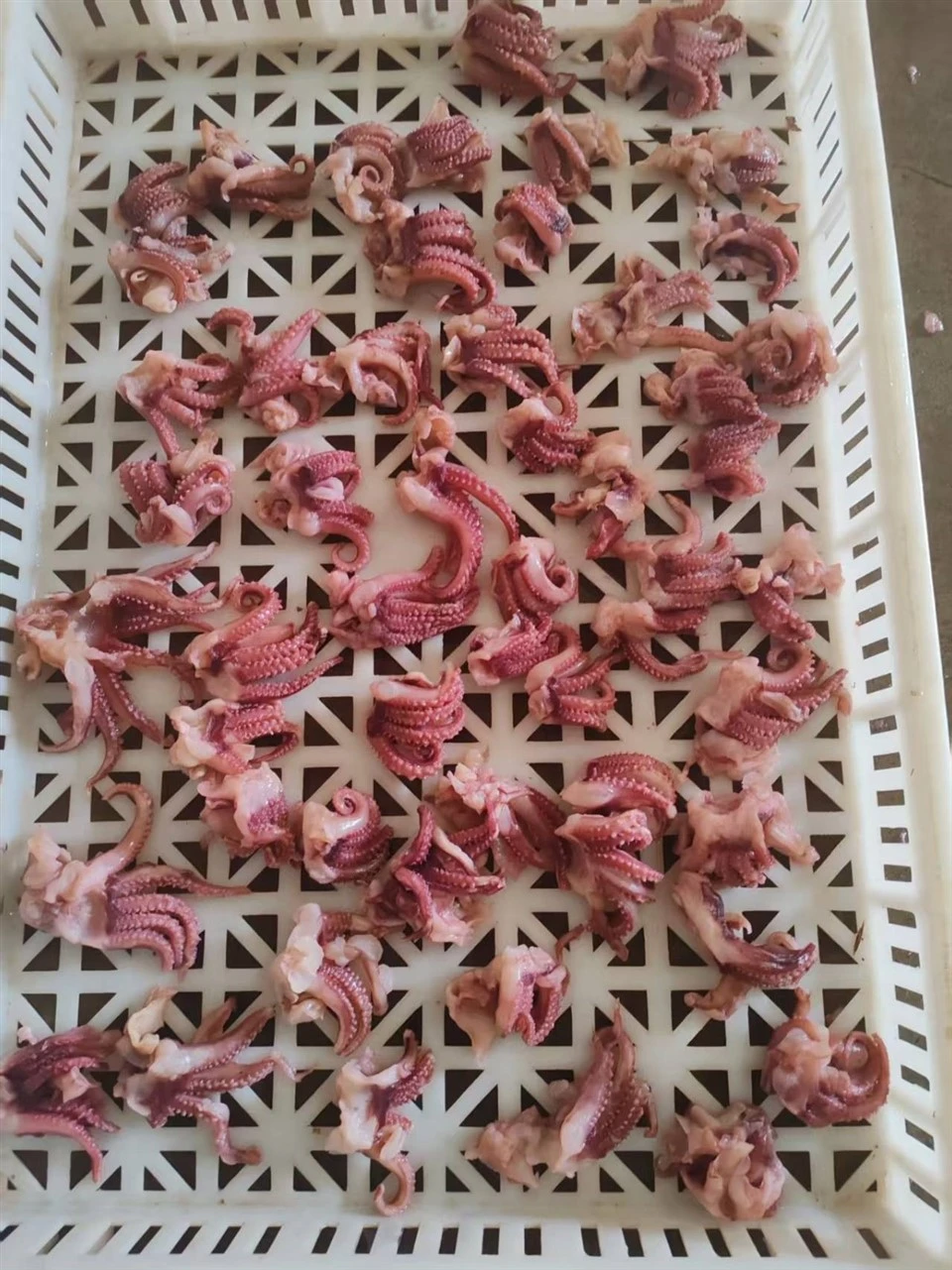Frozen Small Squid Head Meat