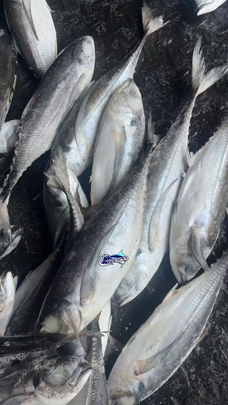 Frozen Torpedo Fish factory