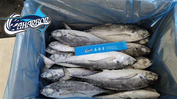 Frozen Torpedo Scad Fish factory