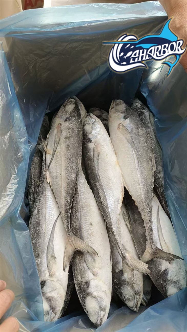 Frozen Torpedo Scad Fish best