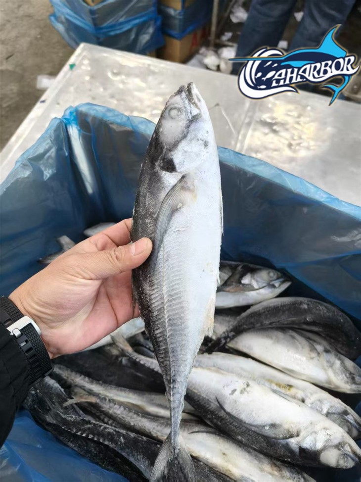 Frozen Torpedo Scad Fish suppliers