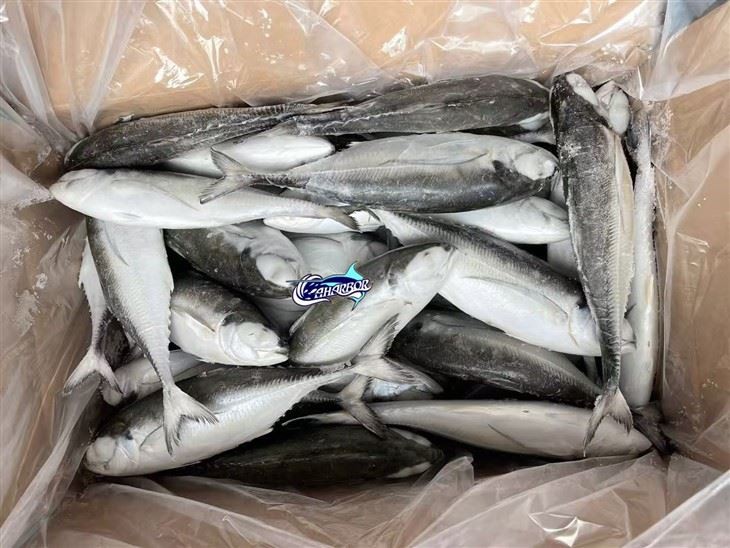 Frozen Torpedoscad Fish high quality