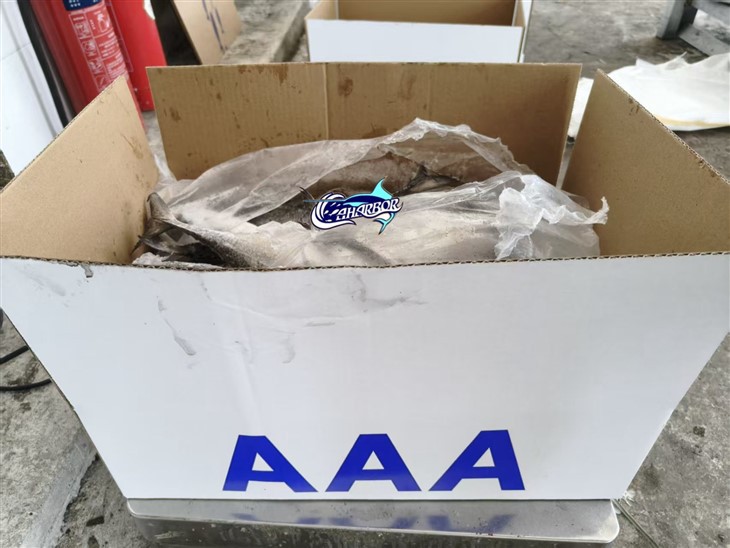 Frozen Torpedoscad Fish factory