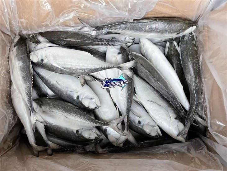 Frozen Torpedoscad Fish suppliers