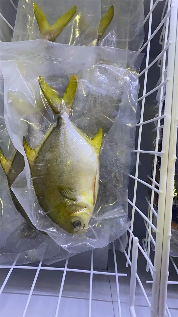 Frozen Whole Round Golden Pomfret