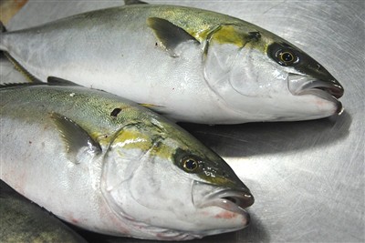 Amberjack